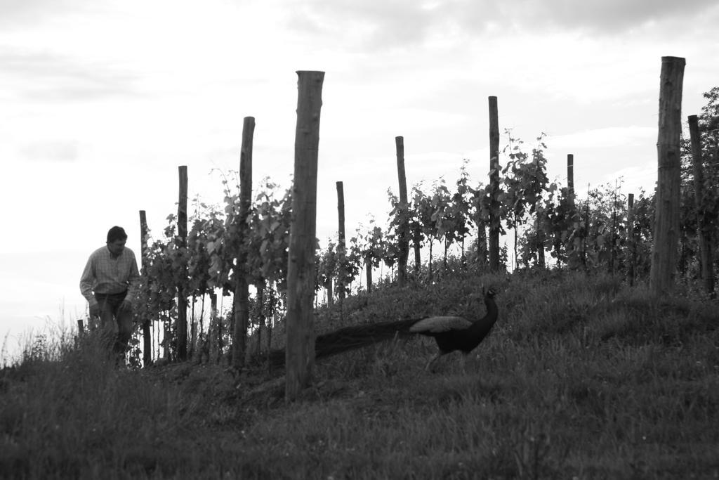 Gigante Wine&Welcome Corno di Rosazzo Esterno foto